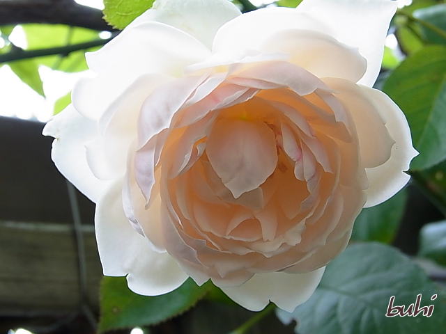 薔薇たちの夏の管理 最近の薔薇たち バラの無農薬栽培と二匹の小豚たち